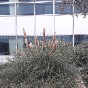 Photographie n°2261420 du taxon Cortaderia selloana (Schult. & Schult.f.) Asch. & Graebn. [1900]