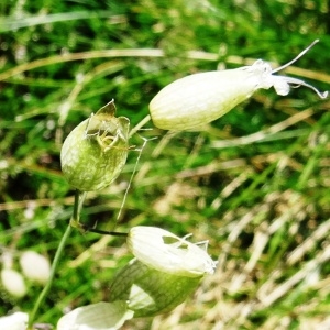 Photographie n°2261425 du taxon Silene vulgaris (Moench) Garcke [1869]