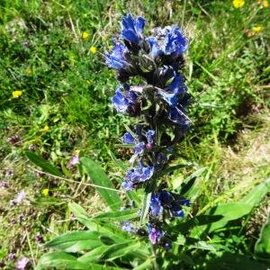 Photographie n°2261437 du taxon Echium vulgare var. vulgare 