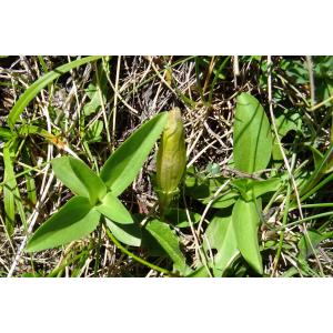 Gentiana occidentalis Jakow. subsp. occidentalis (Gentiane de l'Ouest)