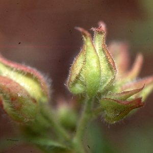 Cistus ×merinoi Pau ex Merino (Ciste lâche)