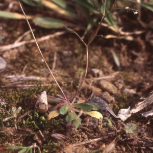 Photographie n°2261518 du taxon Erophila verna (L.) Chevall.