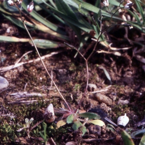 Photographie n°2261519 du taxon Erophila verna (L.) Chevall.