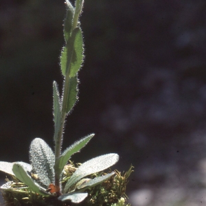 Photographie n°2261566 du taxon Arabis hirsuta (L.) Scop. [1772]