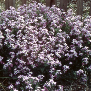 Photographie n°2261568 du taxon Matthiola tricuspidata (L.) R.Br. [1812]