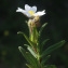  Liliane Roubaudi - Cistus monspeliensis L. [1753]