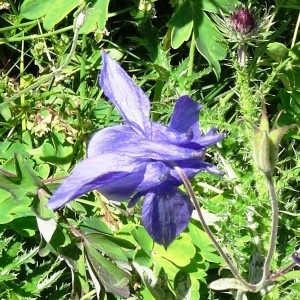 Photographie n°2261661 du taxon Aquilegia vulgaris L. [1753]