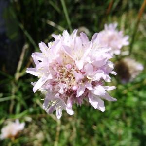 Photographie n°2261684 du taxon Armeria alpina Willd. [1809]