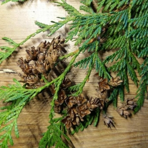 Photographie n°2261704 du taxon Thuja occidentalis L. [1753]