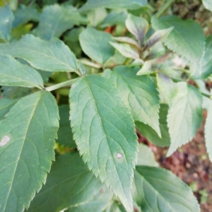 Photographie n°2261711 du taxon Sambucus nigra L. [1753]