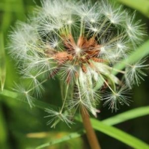 Photographie n°2261735 du taxon Taraxacum schroeterianum Hand.-Mazz. [1905]