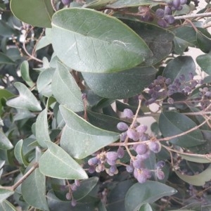 Photographie n°2261775 du taxon Ligustrum lucidum W.T.Aiton [1810]