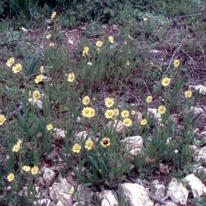 Photographie n°2261795 du taxon Tuberaria guttata (L.) Fourr. [1868]