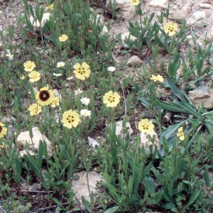 Photographie n°2261797 du taxon Tuberaria guttata (L.) Fourr. [1868]