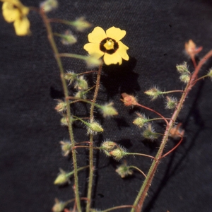 Photographie n°2261798 du taxon Tuberaria guttata (L.) Fourr. [1868]