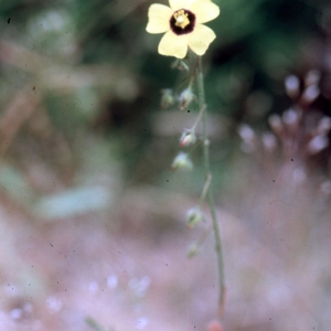 Photographie n°2261799 du taxon Tuberaria guttata (L.) Fourr. [1868]