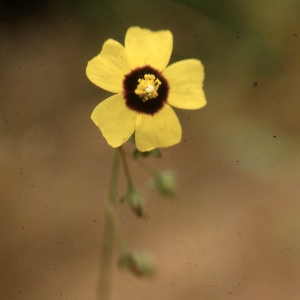 Photographie n°2261800 du taxon Tuberaria guttata (L.) Fourr. [1868]