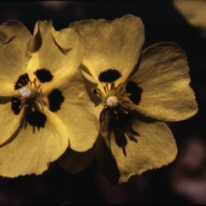 Photographie n°2261801 du taxon Tuberaria guttata (L.) Fourr. [1868]