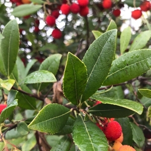 Photographie n°2261804 du taxon Arbutus unedo L. [1753]