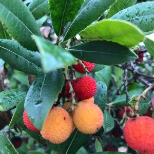 Photographie n°2261805 du taxon Arbutus unedo L. [1753]