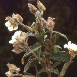 Cistus ×porquerollensis Hanry & A.L.P.Huet (Ciste variable)