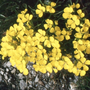 Photographie n°2261852 du taxon Erysimum humile Pers. [1806]