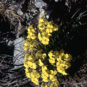 Photographie n°2261853 du taxon Erysimum humile Pers. [1806]