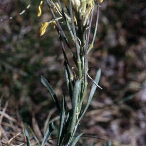 Photographie n°2261854 du taxon Erysimum humile Pers. [1806]