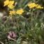  Liliane Roubaudi - Helianthemum italicum var. alpestre (Jacq.) Gren. [1848]