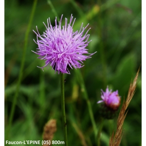 Serratula heterophylla Desf. (Serratule à feuilles de chanvre d'eau)