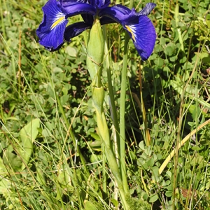 Photographie n°2261909 du taxon Iris latifolia (Mill.) Voss [1895]