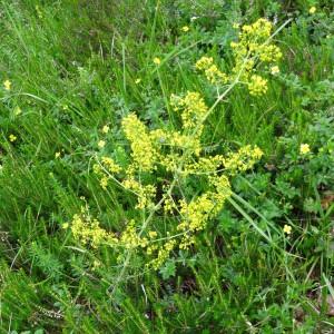 Photographie n°2262071 du taxon Galium verum subsp. verum 