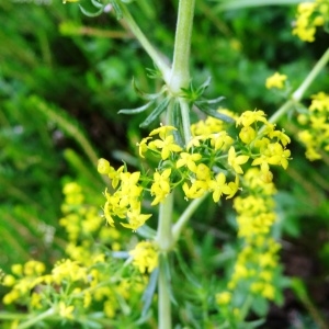 Photographie n°2262073 du taxon Galium verum subsp. verum 