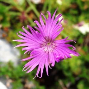 Photographie n°2262078 du taxon Dianthus hyssopifolius L. [1755]