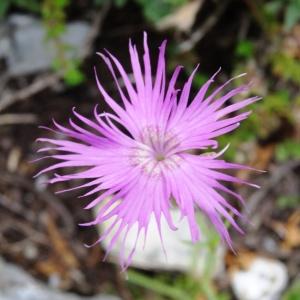 Photographie n°2262079 du taxon Dianthus hyssopifolius L. [1755]