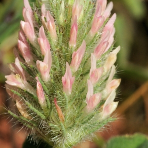 Photographie n°2262085 du taxon Trifolium sylvaticum Gérard ex Loisel. [1809]