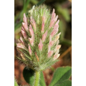 Trifolium lagopus Pourr. ex Willd. (Trèfle des bois)