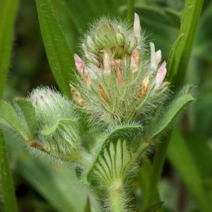 Photographie n°2262089 du taxon Trifolium sylvaticum Gérard ex Loisel. [1809]