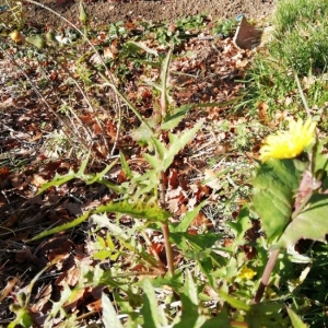 Photographie n°2262133 du taxon Sonchus oleraceus L. [1753]