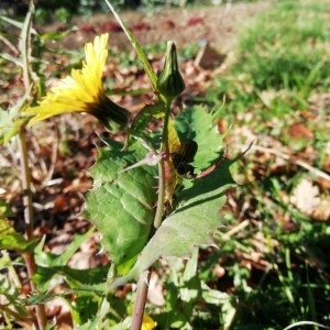 Photographie n°2262134 du taxon Sonchus oleraceus L. [1753]