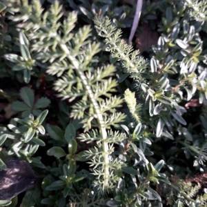 Photographie n°2262166 du taxon Achillea odorata L. [1759]