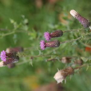 Photographie n°2262174 du taxon Cirsium arvense (L.) Scop. [1772]