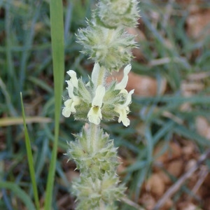 Photographie n°2262190 du taxon Sideritis L. [1753]