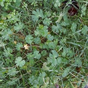 Photographie n°2262257 du taxon Geranium molle L. [1753]