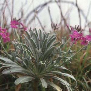 Photographie n°2262295 du taxon Matthiola incana (L.) R.Br. [1812]