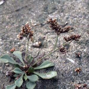 Photographie n°2262332 du taxon Limonium girardianum (Guss.) Fourr. [1869]