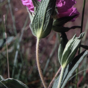 Cistus ×timbalii Demoly (Ciste de Timbal-Lagrave)