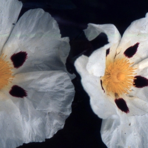 Photographie n°2262339 du taxon Cistus ladanifer L. [1753]