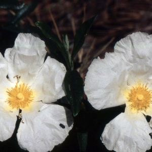 Photographie n°2262340 du taxon Cistus ladanifer L. [1753]