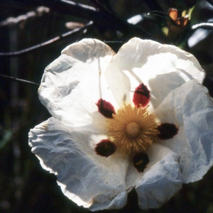 Photographie n°2262341 du taxon Cistus ladanifer L. [1753]